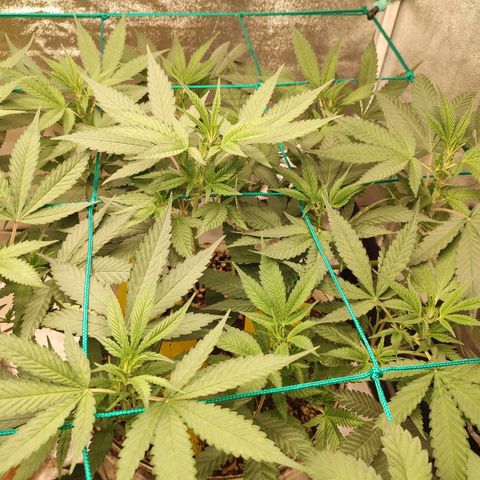 Sweet 2 growlog timeline photo