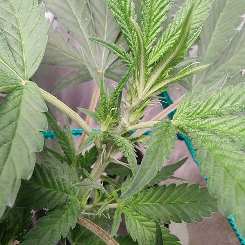 Sweet 2 growlog timeline photo