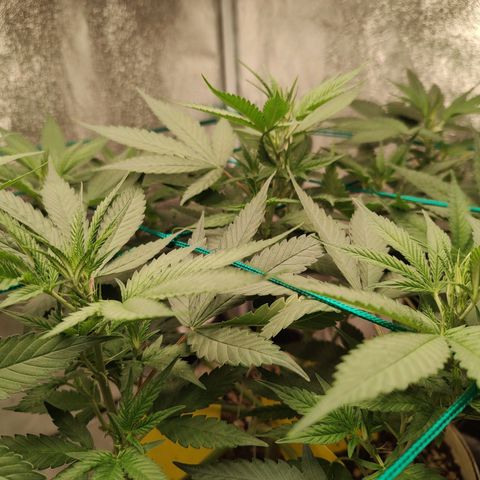 Sweet 2 growlog timeline photo