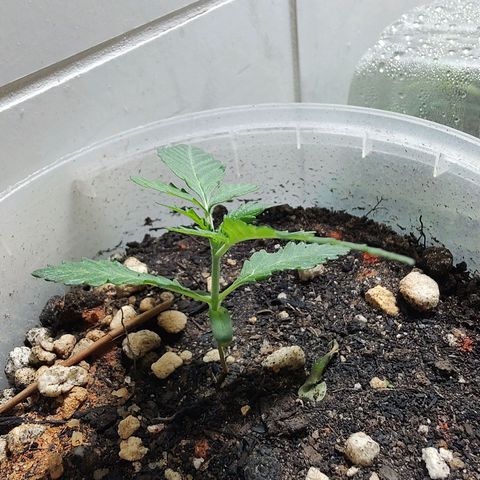 Pey coo growlog timeline photo