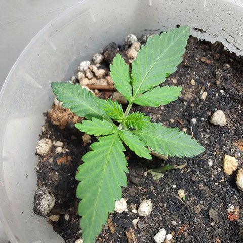 Pey coo growlog timeline photo
