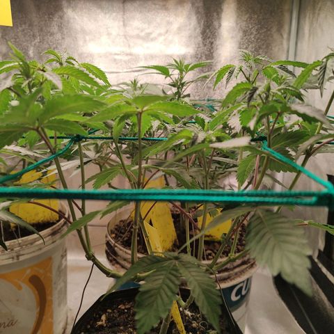 24k 2 growlog timeline photo