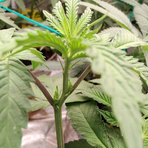 24k 2 growlog timeline photo