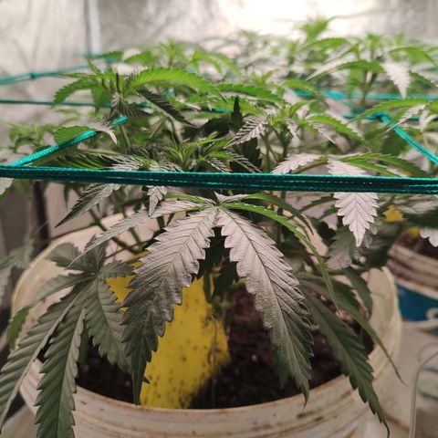 24 k growlog timeline photo