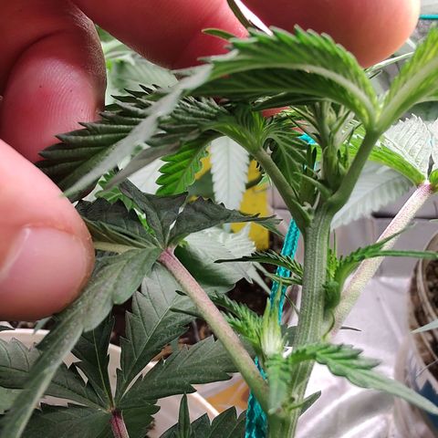 24 k growlog timeline photo