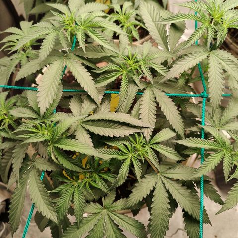 24 k growlog timeline photo