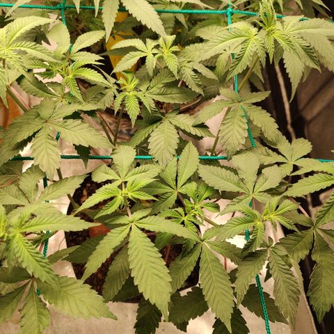 24k 2 growlog timeline photo