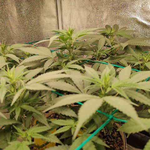 Sweet 2 growlog timeline photo