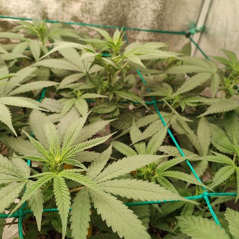Sweet 2 growlog timeline photo