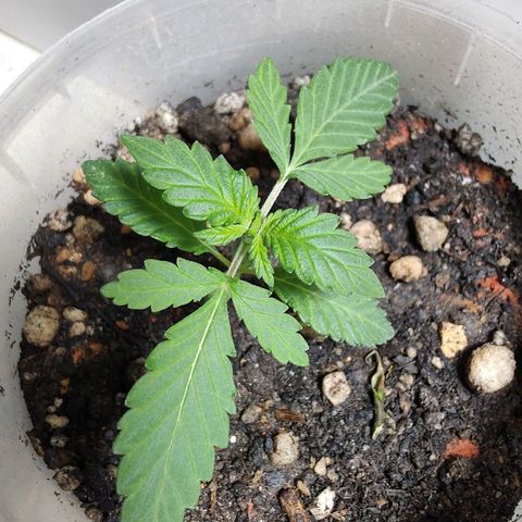 Pey coo growlog timeline photo