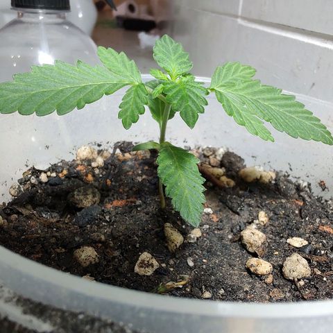 Pey coo growlog timeline photo