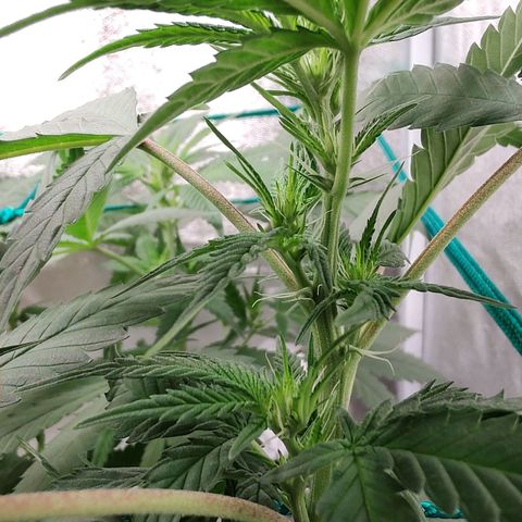 Sweet 2 growlog timeline photo