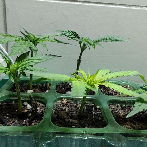 24kc1 growlog timeline photo