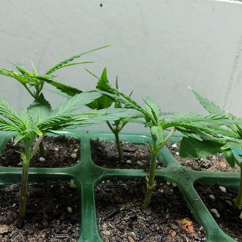24kc1 growlog timeline photo