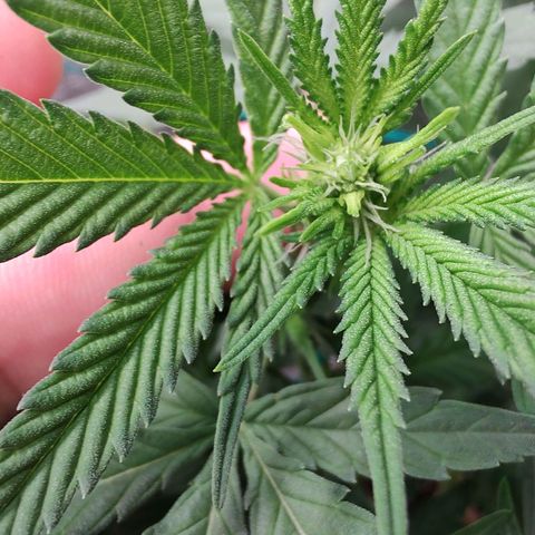 Sweet 2 growlog photo: Primeiras flores.