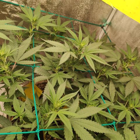 Sweet 2 growlog timeline photo
