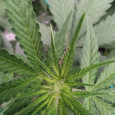 Sweet 2 growlog timeline photo