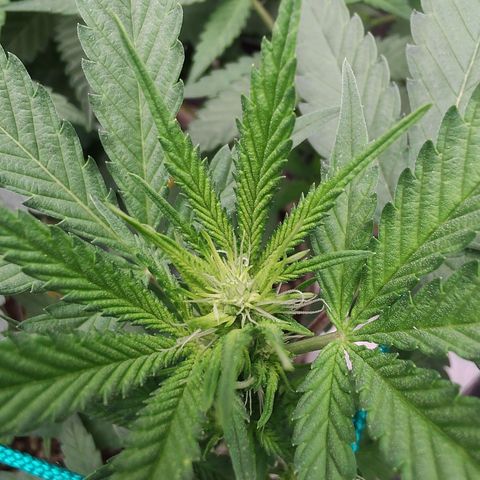 Sweet 2 growlog timeline photo