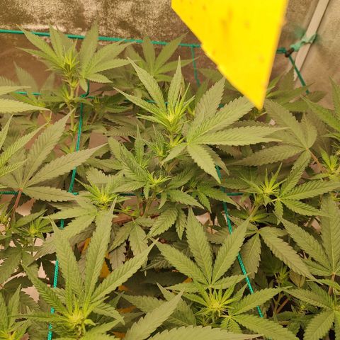 Sweet 2 growlog timeline photo