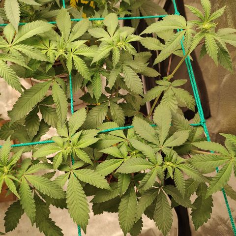 24k 2 growlog timeline photo