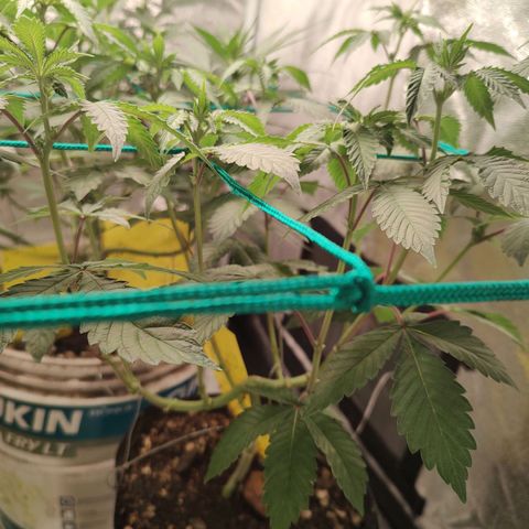 24k 2 growlog timeline photo