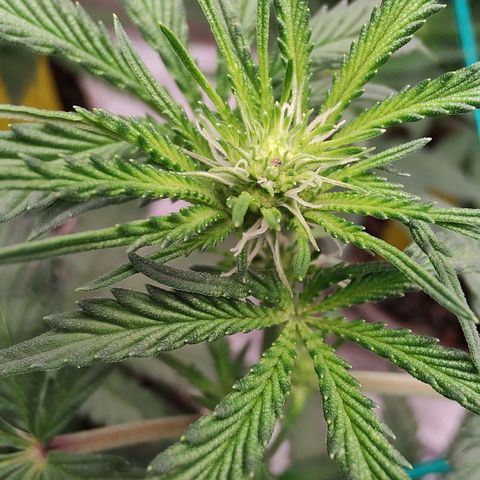 24 k growlog timeline photo