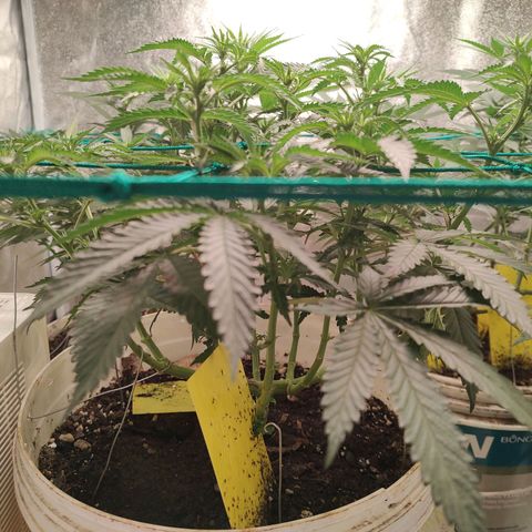 24 k growlog timeline photo