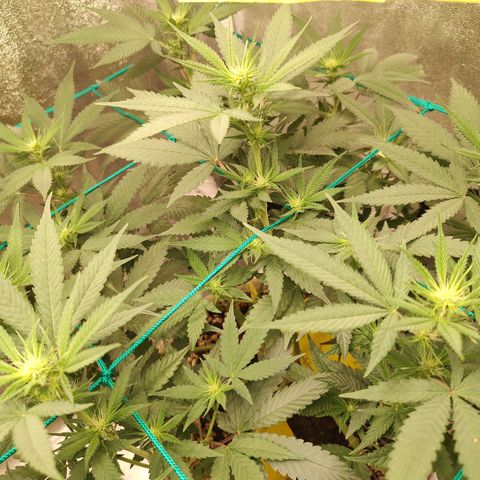 Sweet 2 growlog timeline photo