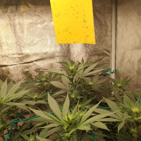 Sweet 2 growlog timeline photo