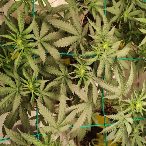 24 k growlog timeline photo