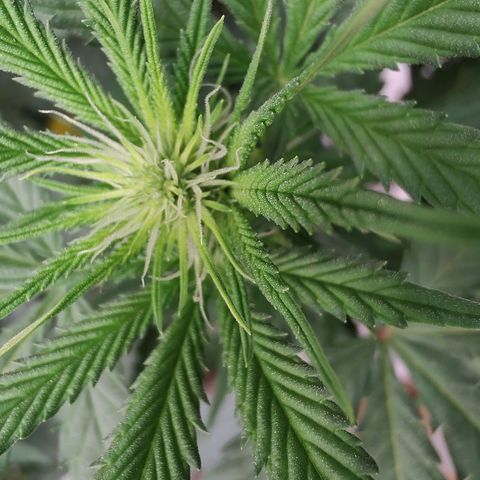 Sweet 2 growlog timeline photo
