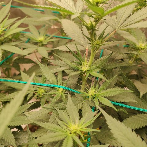 Sweet 2 growlog timeline photo