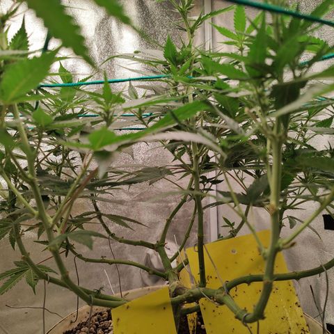 Sweet 2 growlog timeline photo