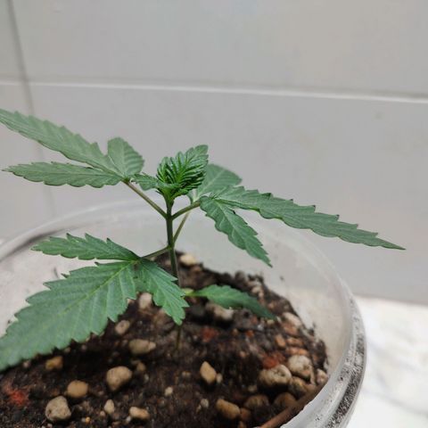 Pey coo growlog timeline photo