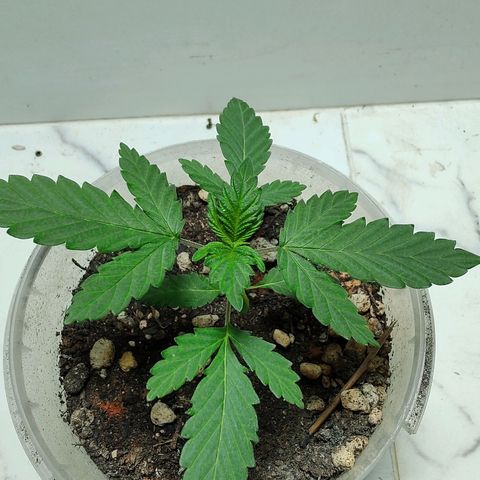 Pey coo growlog timeline photo