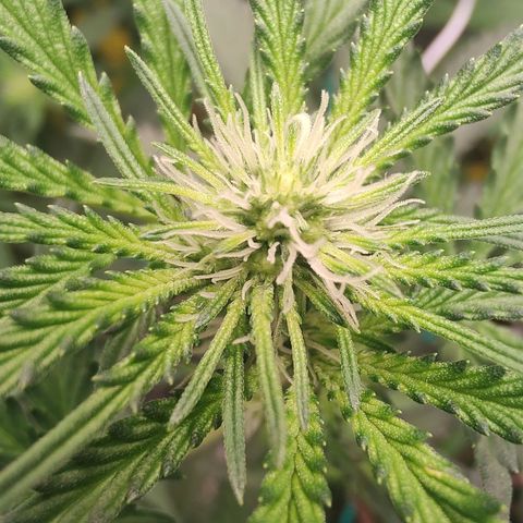 24 k growlog timeline photo