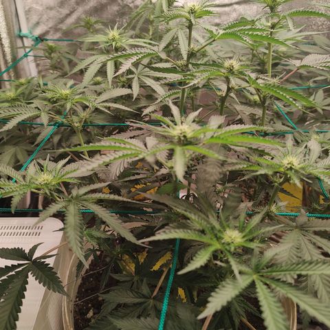 24 k growlog timeline photo