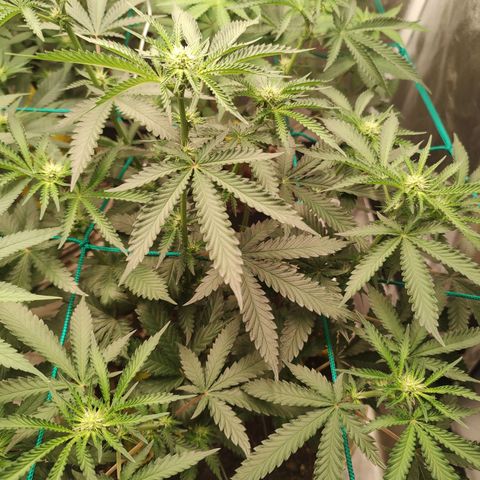 24 k growlog timeline photo