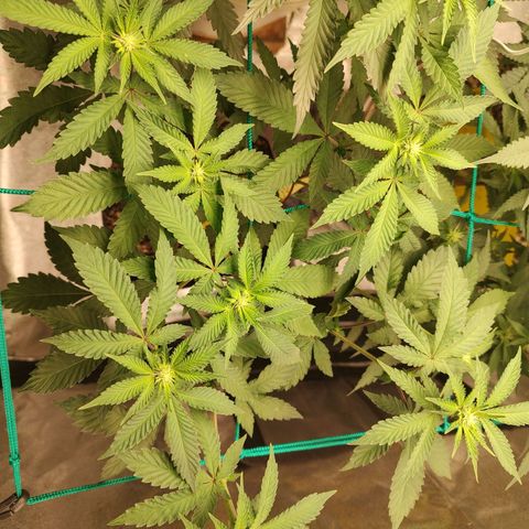 24k 2 growlog timeline photo