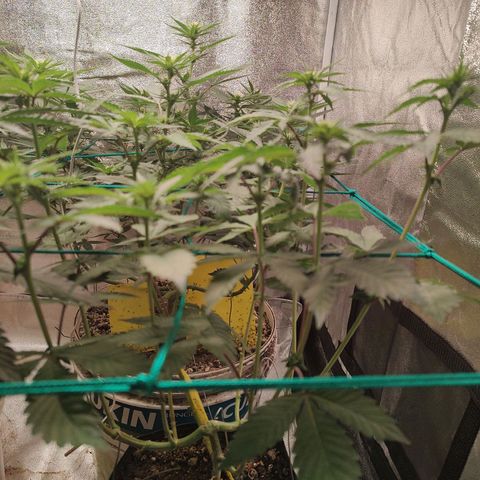 24k 2 growlog timeline photo
