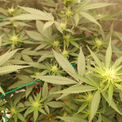 Sweet 2 growlog timeline photo