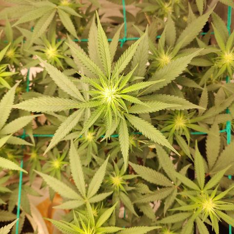 Sweet 2 growlog timeline photo