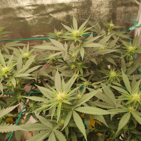 Sweet 2 growlog timeline photo