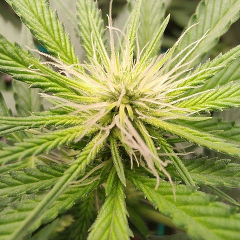 Sweet 2 growlog timeline photo