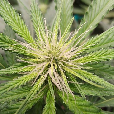 Sweet 2 growlog timeline photo