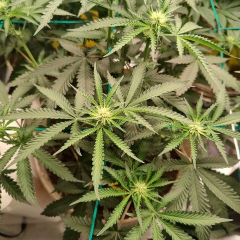 24k 2 growlog timeline photo