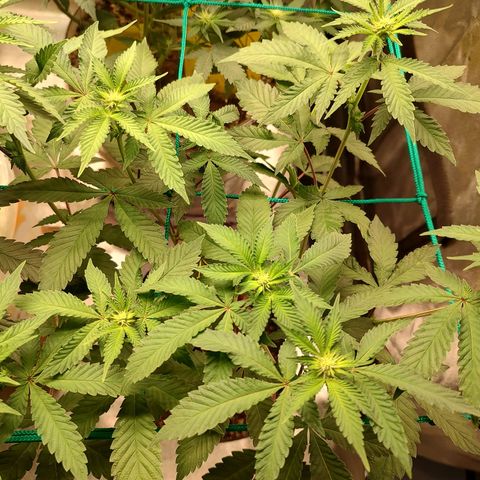 24k 2 growlog timeline photo