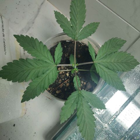 Pey coo growlog timeline photo