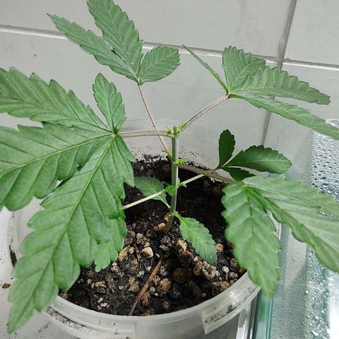 Pey coo growlog timeline photo