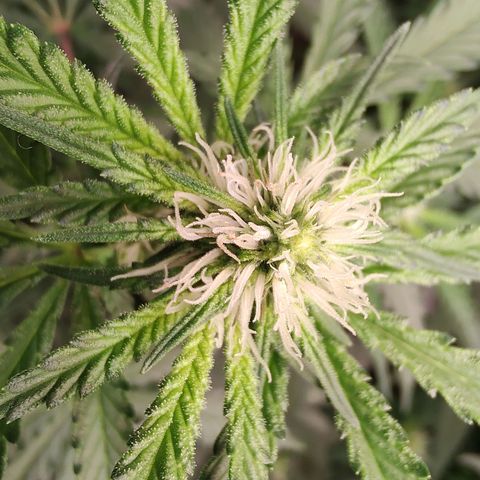 24 k growlog timeline photo